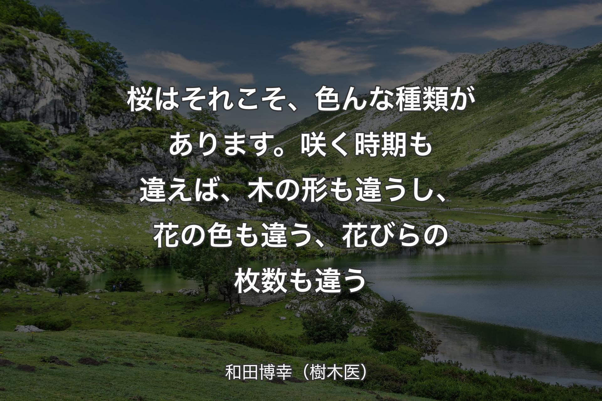 【背景1】桜はそれこそ、色んな種類があります。咲く時期も違えば、木の形も違うし、花の色も違う、花びらの枚数も違う - 和田博幸（樹木医）