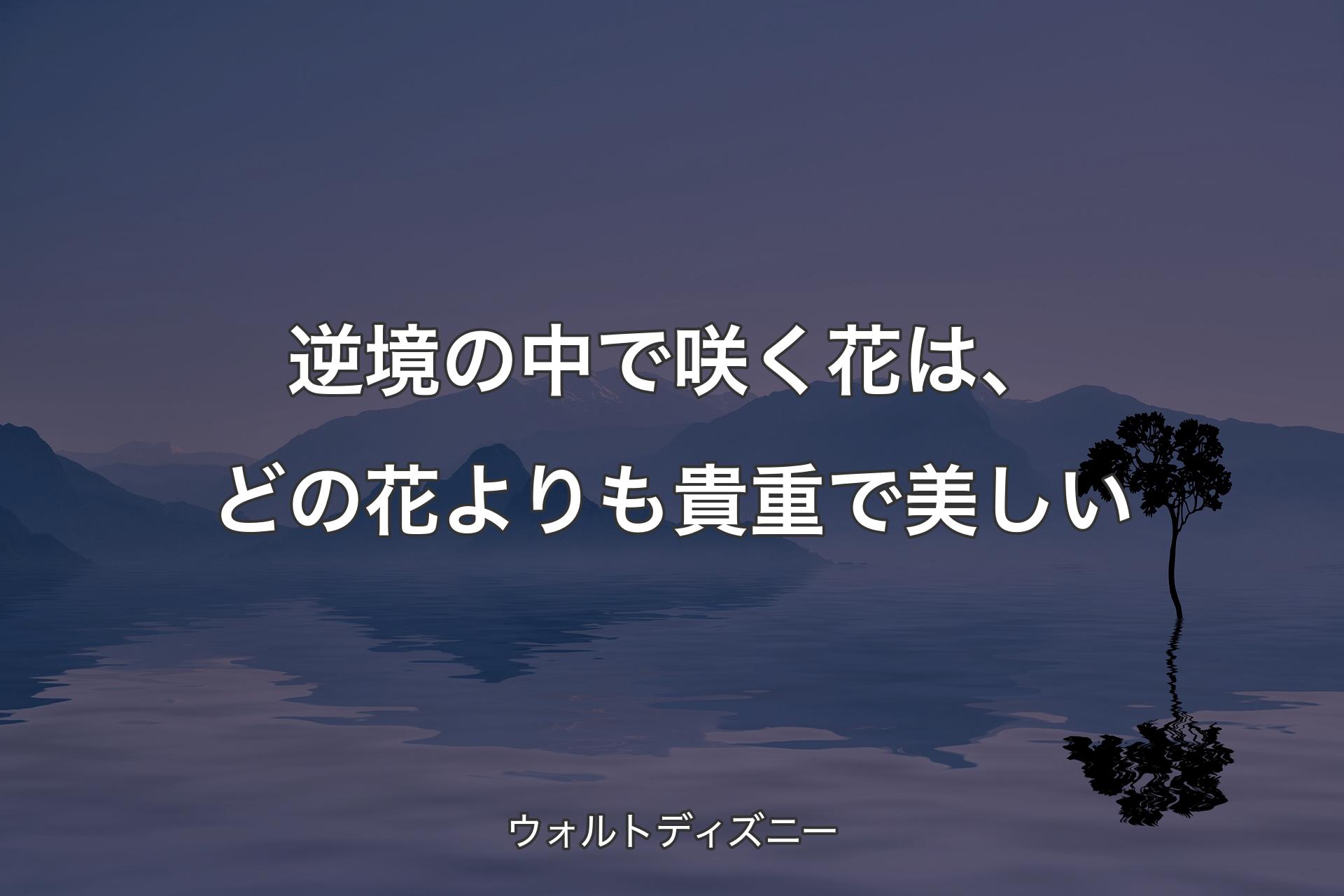 【背景4】逆境の中で咲く花は、ど�の花よりも貴重で美しい - ウォルトディズニー