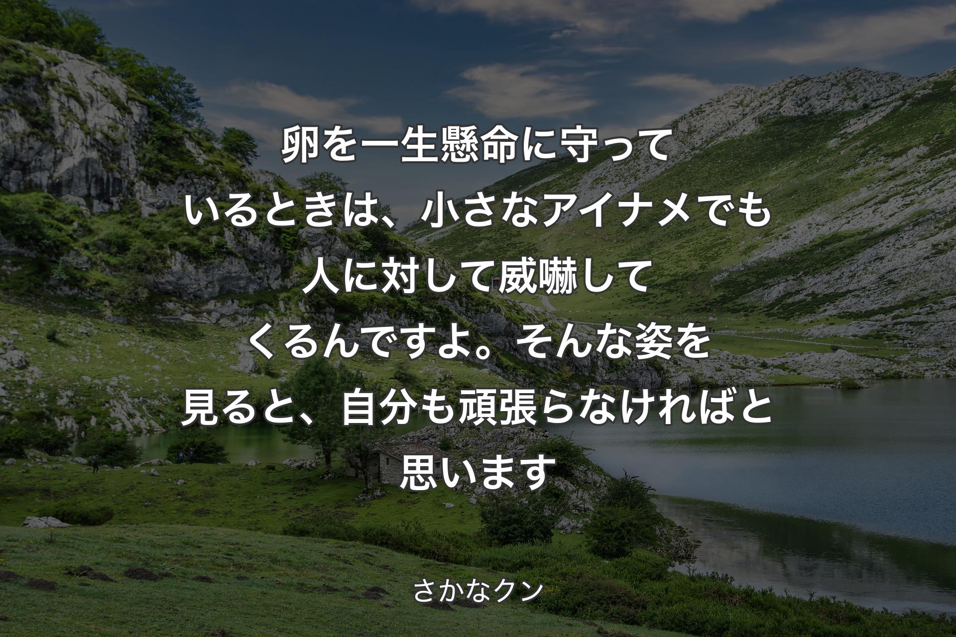 【背景1】卵を一生懸命に守っているときは、小さなアイナメでも人に対して威嚇してくるんですよ。そんな姿を見ると、自分も頑張らなければと思います - さかなクン