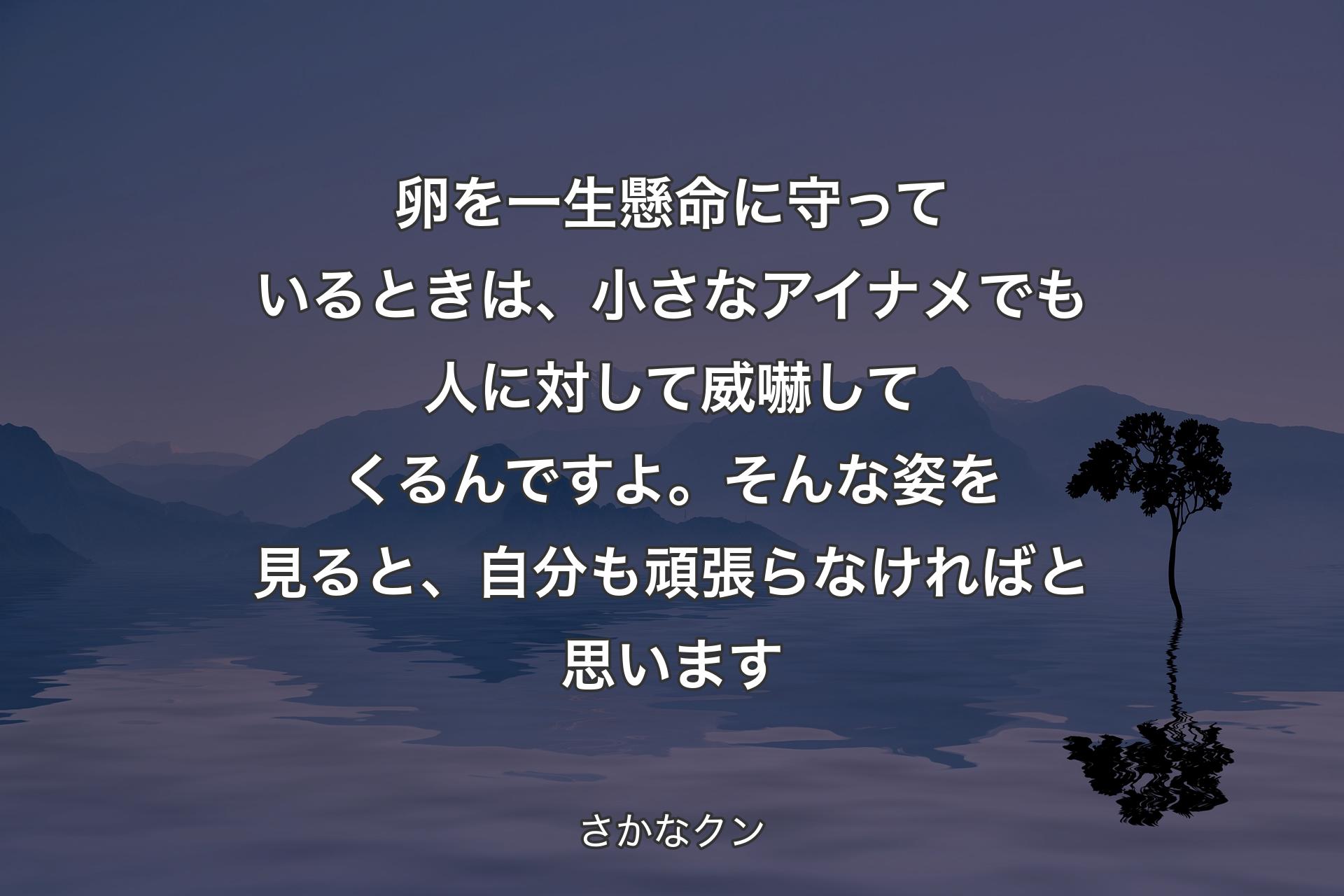 【背景4】卵を一生懸命に守っているときは、小さなアイナメでも人に対して威嚇してくるんですよ。そんな姿を見ると、自分も頑張らなければと思います - さかなクン